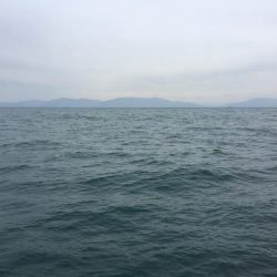 アオリイカ渋い